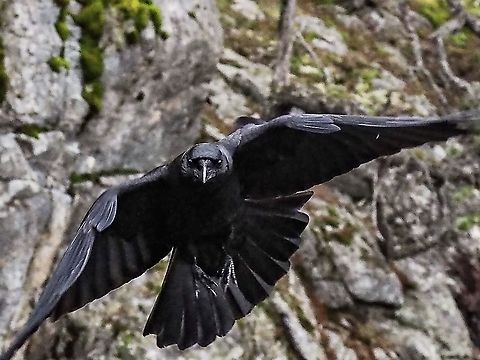 Coming In For A Landing. My friend, part of a local murder, is checking to see if I am far enough away from the peanut he is eyeing to make a safe landing. 
On the leading edge of the wing you can see a group of small feathers called the alula. Recent, 2015, studies using digital particle image velocimetry have determined that the alula causes a streamwise vortex increasing the lift force while enhancing the manoeuvrability when landing or flying at high angles of attack. The alula acts very similar to the leading edge slat of an airplane.     
https://www.nature.com/articles/srep09914 Canada,Corvus caurinus,Geotagged,Northwestern crow,Winter