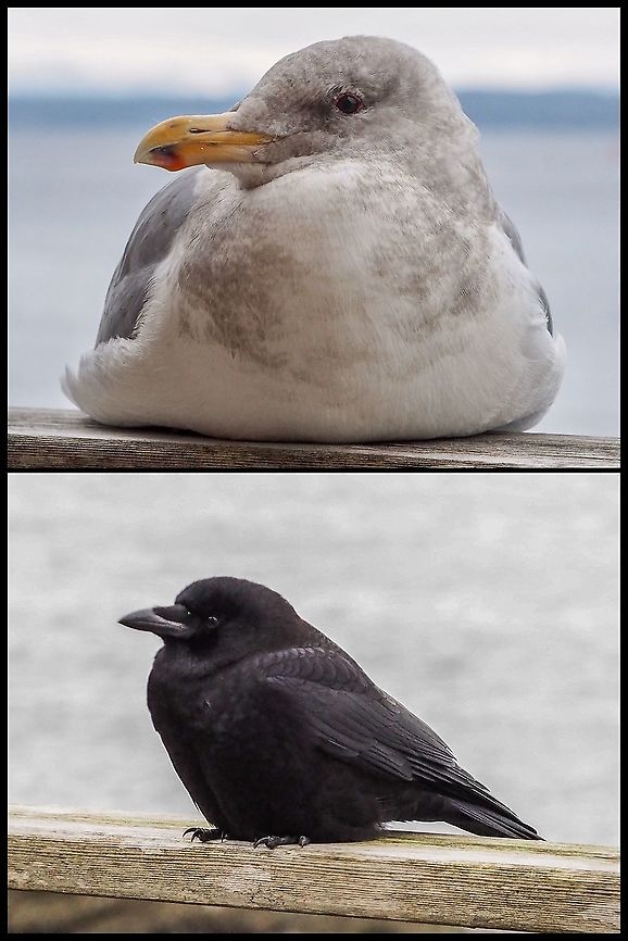 Leg and Foot Warmers! It is -8C (17.6F) outside. These photos show how to keep your skinny legs and your feet warm... if you’re a bird. Our local Glaucous-winged Gull and Northwestern Crow have it figured out.  Canada,Geotagged