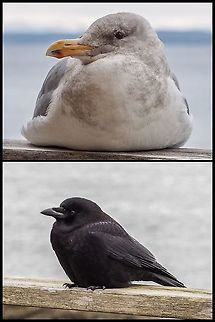 Leg and Foot Warmers! It is -8C (17.6F) outside. These photos show how to keep your skinny legs and your feet warm... if you’re a bird. Our local Glaucous-winged Gull and Northwestern Crow have it figured out.  Canada,Geotagged