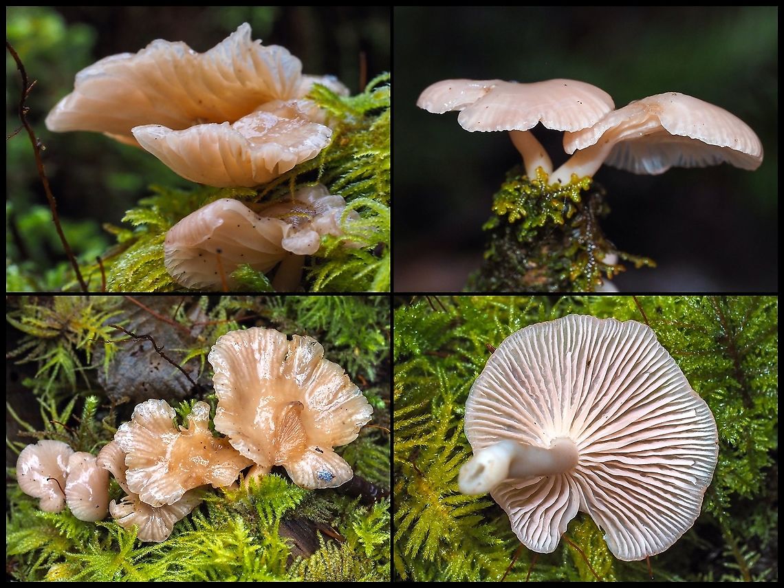Pretty in Pink! These mushrooms attracted my attention because of their colour. They were growing with the moss on a decaying deciduous branch. The stems were hollow and quite tough. The caps were wet (we have had lots and lots of rain after the cold and snow) but &ldquo;slimy&rdquo; as well. The largest would be about 5cm across.  Canada,Geotagged,Scytinotus longinquus