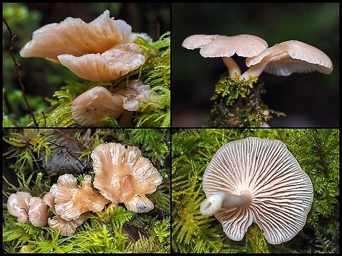 Scytinotus longinquus