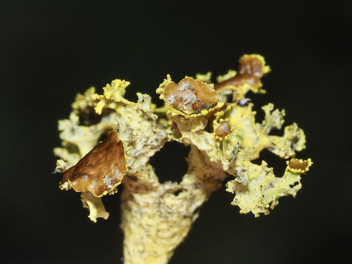 Brown-eyed Sunshine Lichen! While walking on a trail after a heavy wind storm this piece of bright yellow caught my eye. It seems to be a common occurrence. <br />
<a href="https://www.projectnoah.org/spottings/1853271828" rel="nofollow">https://www.projectnoah.org/spottings/1853271828</a><br />
<br />
<br />
My reference, &ldquo;Macrolichens of the Pacific Northwest&rdquo; states that Vulpicida canadensis is a &ldquo;distinctive species unlikely to be confused with any other&rdquo;. A good thing for my ability to ID things! To further reinforce my identification the picture on the Wikipedia &ldquo;Vulpicida&rdquo; page helped.<br />
<a href="https://en.wikipedia.org/wiki/Vulpicida" rel="nofollow">https://en.wikipedia.org/wiki/Vulpicida</a> <br />
The bright yellow colours are caused by pinastric and vulpicida acids which deter birds and animals from eating this lichen. The isolation of this specimen is caused by the use of flash while holding it. The entire piece is 1.5cm across.<br />
<figure class="photo"><a href="https://www.jungledragon.com/image/89225/vulpicida_canadensis.html" title="Vulpicida canadensis"><img src="https://s3.amazonaws.com/media.jungledragon.com/images/2839/89225_thumb.jpeg?AWSAccessKeyId=05GMT0V3GWVNE7GGM1R2&Expires=1767225610&Signature=y9Q1qhlDNlDkRR58BnYBrxUf9aA%3D" width="200" height="150" alt="Vulpicida canadensis A patch of Brown-eyed Sunshine Lichen on a branch of Pinus contortus. One of this lichen&rsquo;s favourites.    Canada,Geotagged,Vulpicida canadensis,Winter" /></a></figure><br />
<figure class="photo"><a href="https://www.jungledragon.com/image/89252/another_piece_of_vulpicida_canadensis.html" title="Another Piece of Vulpicida canadensis."><img src="https://s3.amazonaws.com/media.jungledragon.com/images/2839/89252_thumb.jpeg?AWSAccessKeyId=05GMT0V3GWVNE7GGM1R2&Expires=1767225610&Signature=PXLr5EJtMxvBp9WbjycjK3DO1EY%3D" width="200" height="150" alt="Another Piece of Vulpicida canadensis. It is hard not to notice these fragments on the trail after a wind storm. The colour is so bright. About 2.5cm at the widest. Brown-eyed Sunshine Lichen,Canada,Geotagged,Vulpicida canadensis,Winter" /></a></figure> Canada,Geotagged,Vulpicida canadensis,Winter