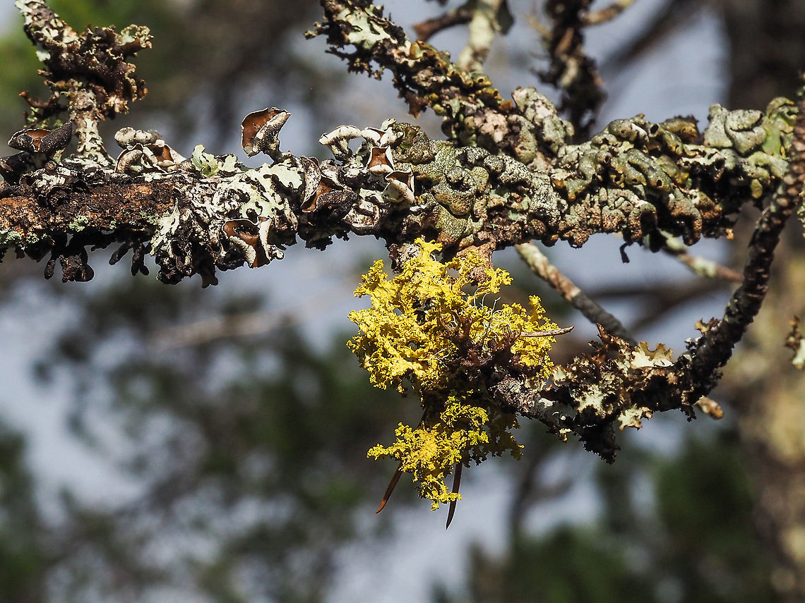 Vulpicida canadensis A patch of Brown-eyed Sunshine Lichen on a branch of Pinus contortus. One of this lichen&rsquo;s favourites.    Canada,Geotagged,Vulpicida canadensis,Winter