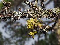 Vulpicida canadensis A patch of Brown-eyed Sunshine Lichen on a branch of Pinus contortus. One of this lichen’s favourites.    Canada,Geotagged,Vulpicida canadensis,Winter