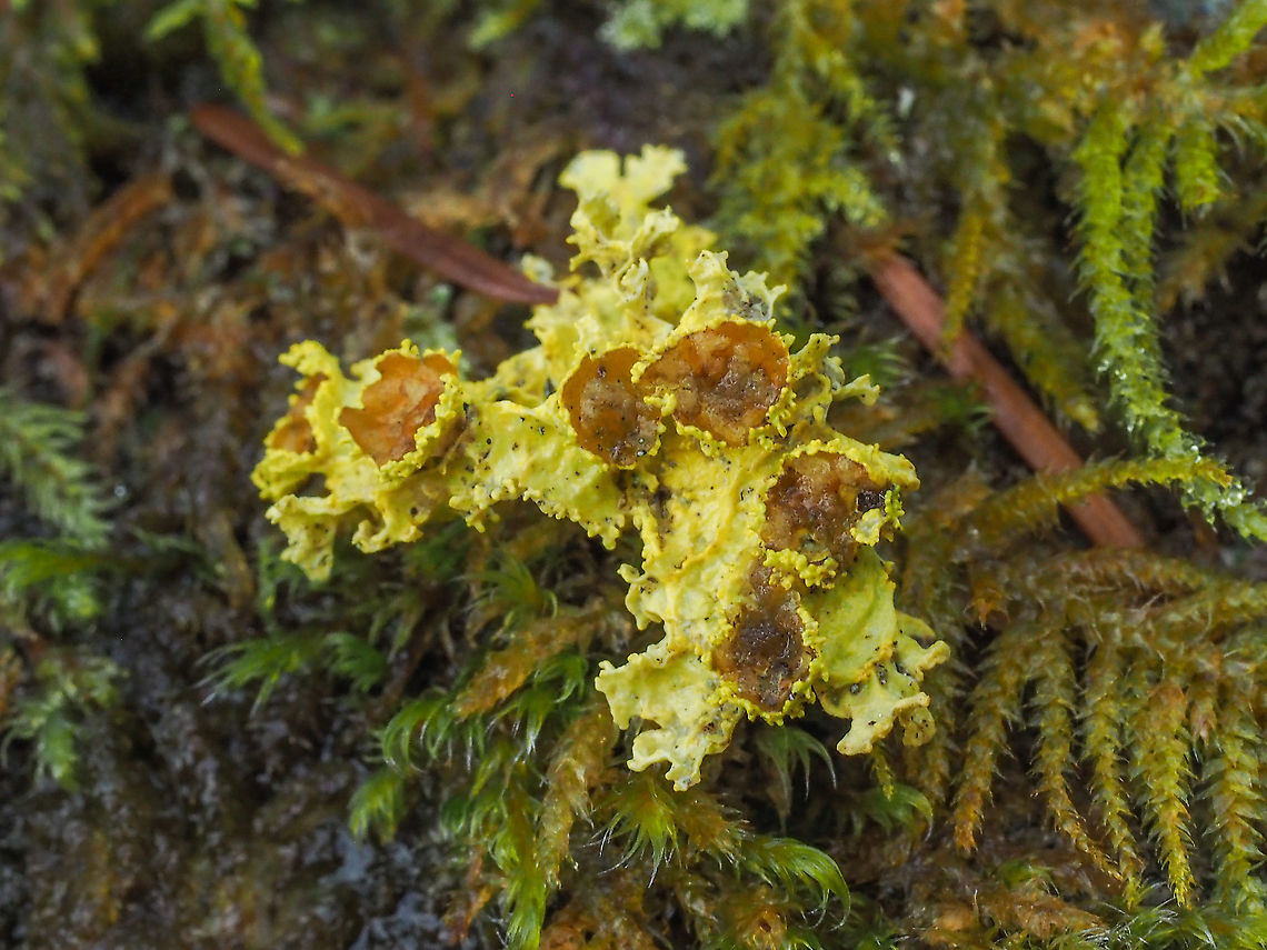 Another Piece of Vulpicida canadensis. It is hard not to notice these fragments on the trail after a wind storm. The colour is so bright. About 2.5cm at the widest. Brown-eyed Sunshine Lichen,Canada,Geotagged,Vulpicida canadensis,Winter