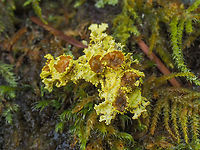Another Piece of Vulpicida canadensis. It is hard not to notice these fragments on the trail after a wind storm. The colour is so bright. About 2.5cm at the widest. Brown-eyed Sunshine Lichen,Canada,Geotagged,Vulpicida canadensis,Winter