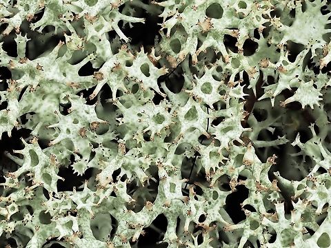 A Cladonia Lichen Going out on another limb I am going to guess that this lichen is Cladonia uncialis. Commonly called Thorn Pixie Lichen or Thorn Lichen. It was growing on a moss covered expanse of granite with many different kinds of lichens and mosses up to a depth of 10cm!    
https://www.jungledragon.com/image/89326/a_macro_view.html Canada,Cladonia uncialis,Geotagged,Thorn Cladonia,Winter