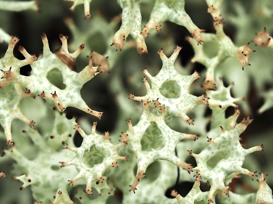 A Macro View! This image is of a Cladonia Lichen. Could it possibly be Cladonia uncialis. As a photographer I was attracted to the repetitive pattern made by the circular openings and the developing podetia. The common name for C. uncialis is Thorn Pixie Lichen. Canada,Geotagged,Winter