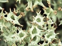 A Macro View! This image is of a Cladonia Lichen. Could it possibly be Cladonia uncialis. As a photographer I was attracted to the repetitive pattern made by the circular openings and the developing podetia. The common name for C. uncialis is Thorn Pixie Lichen. Canada,Geotagged,Winter