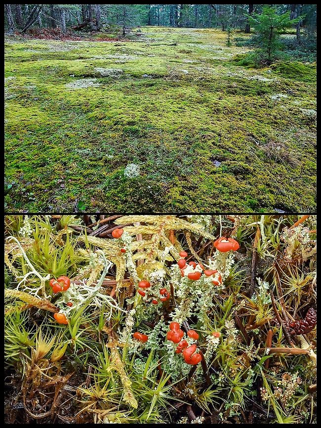 Habitat Photos A great place for getting wet knees and using a macro lens! This expanse of granite will eventually have enough soil generated by the lichens and mosses to support larger trees. But right now it&rsquo;s a great place for a summer picnic. Can&rsquo;t wait! Canada,Geotagged