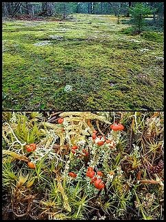 Habitat Photos A great place for getting wet knees and using a macro lens! This expanse of granite will eventually have enough soil generated by the lichens and mosses to support larger trees. But right now it’s a great place for a summer picnic. Can’t wait! Canada,Geotagged