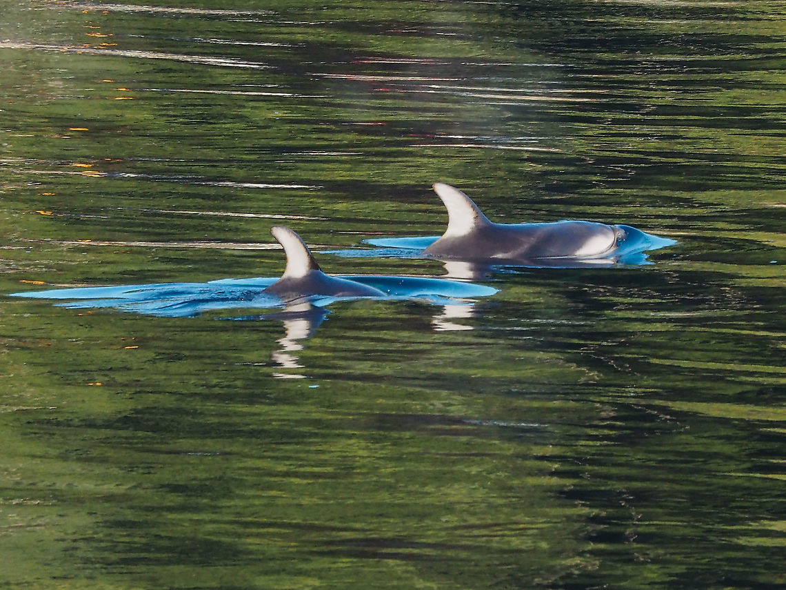 A Pair of Pacific White-sided Dolphins. Part of a small (5-7) pod that came into Whaletown Bay this morning. Their behaviour led me to believe they were feeding.   Canada,Geotagged,Lagenorhynchus obliquidens,Pacific white-sided dolphin,Winter