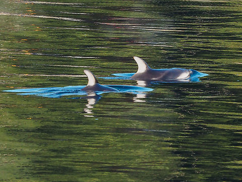 A Pair of Pacific White-sided Dolphins. Part of a small (5-7) pod that came into Whaletown Bay this morning. Their behaviour led me to believe they were feeding.   Canada,Geotagged,Lagenorhynchus obliquidens,Pacific white-sided dolphin,Winter