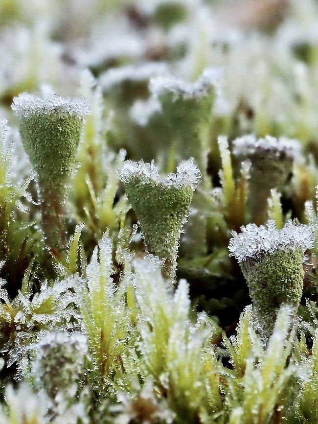 Frosty Pixiecups! Cladonia chlorophaea, Mealy or Granulating Pixiecup, is a Cladonia lichen that have goblet shaped cups with granular or powdery soredia on the outside of the cups and podetia, a distinguishing feature of this Cladonia. It is found on many different substrates but near my home likes moss covered rocks. 15 minutes after taking this photo the frost was gone.<br />
<a href="http://linnet.geog.ubc.ca/ShowDBImage/Gallery.aspx?specrep=0&amp;latinName=Cladonia" rel="nofollow">http://linnet.geog.ubc.ca/ShowDBImage/Gallery.aspx?specrep=0&amp;latinName=Cladonia</a> chlorophaea&amp;nosyn=1<br />
 Canada,Cladonia chlorophaea,Geotagged,Mealy Pixie Cup,Winter