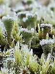 Frosty Pixiecups! Cladonia chlorophaea, Mealy or Granulating Pixiecup, is a Cladonia lichen that have goblet shaped cups with granular or powdery soredia on the outside of the cups and podetia, a distinguishing feature of this Cladonia. It is found on many different substrates but near my home likes moss covered rocks. 15 minutes after taking this photo the frost was gone.<br />
http://linnet.geog.ubc.ca/ShowDBImage/Gallery.aspx?specrep=0&latinName=Cladonia chlorophaea&nosyn=1<br />
 Canada,Cladonia chlorophaea,Geotagged,Mealy Pixie Cup,Winter