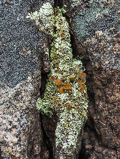 Questionable Rock Frog Lichen Don&rsquo;t know who made that name up. It was interesting to note the seeming isolation to this particular rock. Canada,Geotagged,Shingled rock shield lichen,Winter,Xanthoparmelia cumberlandia