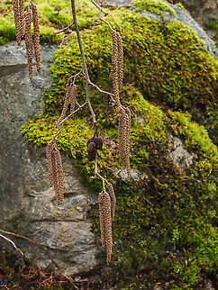 The Reddish Male Catkins At this time of year the Red Alder trees take on a red “glow” because of the flowers on the male catkins. A  bunch of dried, darker cone-like female flowers can be seen, remaining from last year.
https://www.jungledragon.com/image/90562/a_macro_view.html Alnus rubra,Canada,Geotagged,Winter