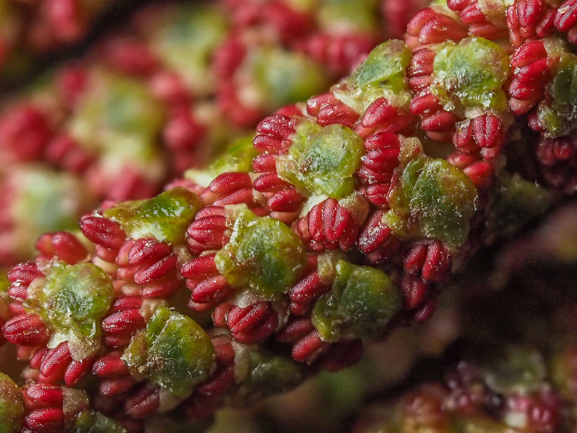 A Macro View... ... of the male catkins of the Red Alder, Alnus rubra, and why the trees have that red &ldquo;glow&rdquo;. <br />
<figure class="photo"><a href="https://www.jungledragon.com/image/90561/the_reddish_male_catkins.html" title="The Reddish Male Catkins"><img src="https://s3.amazonaws.com/media.jungledragon.com/images/2839/90561_thumb.jpeg?AWSAccessKeyId=05GMT0V3GWVNE7GGM1R2&Expires=1759968010&Signature=RCnn3JIViiQDMy58rJWKoUdU6Bw%3D" width="116" height="152" alt="The Reddish Male Catkins At this time of year the Red Alder trees take on a red &ldquo;glow&rdquo; because of the flowers on the male catkins. A  bunch of dried, darker cone-like female flowers can be seen, remaining from last year.<br />
https://www.jungledragon.com/image/90562/a_macro_view.html Alnus rubra,Canada,Geotagged,Winter" /></a></figure><br />
<figure class="photo"><a href="https://www.jungledragon.com/image/90653/a_red_glow.html" title="A Red Glow!"><img src="https://s3.amazonaws.com/media.jungledragon.com/images/2839/90653_thumb.jpeg?AWSAccessKeyId=05GMT0V3GWVNE7GGM1R2&Expires=1759968010&Signature=Ksh87uA4m%2BgY4SaRLT64yfe8qDM%3D" width="200" height="150" alt="A Red Glow! The red glow of the male catkins in a stand of Red Alder. The common name and species name comes from the colour of the bruised or injured bark and not these catkins.      <br />
https://www.jungledragon.com/image/90562/a_macro_view.html             <br />
  https://www.jungledragon.com/image/90561/the_reddish_male_catkins.html Alnus rubra,Canada,Geotagged,Red Alder,Winter" /></a></figure> Alnus rubra,Canada,Geotagged,Winter