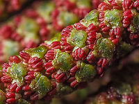 A Macro View... ... of the male catkins of the Red Alder, Alnus rubra, and why the trees have that red “glow”. <br />
https://www.jungledragon.com/image/90561/the_reddish_male_catkins.html<br />
https://www.jungledragon.com/image/90653/a_red_glow.html Alnus rubra,Canada,Geotagged,Winter