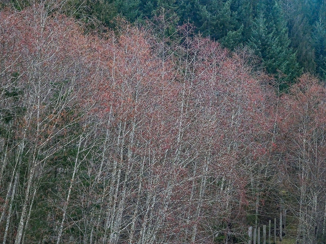 A Red Glow! The red glow of the male catkins in a stand of Red Alder. The common name and species name comes from the colour of the bruised or injured bark and not these catkins.      <br />
<figure class="photo"><a href="https://www.jungledragon.com/image/90562/a_macro_view.html" title="A Macro View..."><img src="https://s3.amazonaws.com/media.jungledragon.com/images/2839/90562_thumb.jpeg?AWSAccessKeyId=05GMT0V3GWVNE7GGM1R2&Expires=1759968010&Signature=x9xnx0JcmAeobpTmsidA8krkkJI%3D" width="200" height="150" alt="A Macro View... ... of the male catkins of the Red Alder, Alnus rubra, and why the trees have that red &ldquo;glow&rdquo;. <br />
https://www.jungledragon.com/image/90561/the_reddish_male_catkins.html<br />
https://www.jungledragon.com/image/90653/a_red_glow.html Alnus rubra,Canada,Geotagged,Winter" /></a></figure>             <br />
  <figure class="photo"><a href="https://www.jungledragon.com/image/90561/the_reddish_male_catkins.html" title="The Reddish Male Catkins"><img src="https://s3.amazonaws.com/media.jungledragon.com/images/2839/90561_thumb.jpeg?AWSAccessKeyId=05GMT0V3GWVNE7GGM1R2&Expires=1759968010&Signature=RCnn3JIViiQDMy58rJWKoUdU6Bw%3D" width="116" height="152" alt="The Reddish Male Catkins At this time of year the Red Alder trees take on a red &ldquo;glow&rdquo; because of the flowers on the male catkins. A  bunch of dried, darker cone-like female flowers can be seen, remaining from last year.<br />
https://www.jungledragon.com/image/90562/a_macro_view.html Alnus rubra,Canada,Geotagged,Winter" /></a></figure> Alnus rubra,Canada,Geotagged,Red Alder,Winter