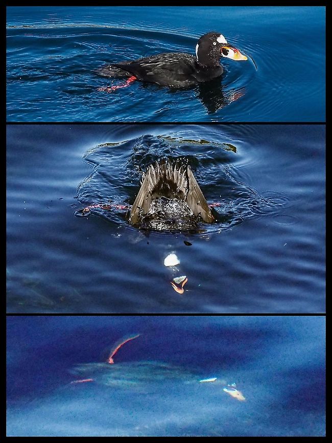 A Male Surf Scoter in Action! The sun was shining and this fellow was busy enough that he didn&rsquo;t see me walking along the deck to take these photos. Canada,Geotagged,Melanitta perspicillata,Surf scoter
