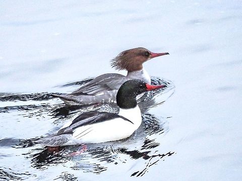 Spring Time Finery This pair may be the same ones that &ldquo;posed&rdquo; for me last year!
https://www.jungledragon.com/image/76964/mr._mrs._common_merganser.html Canada,Common merganser,Geotagged,Mergus merganser,Winter