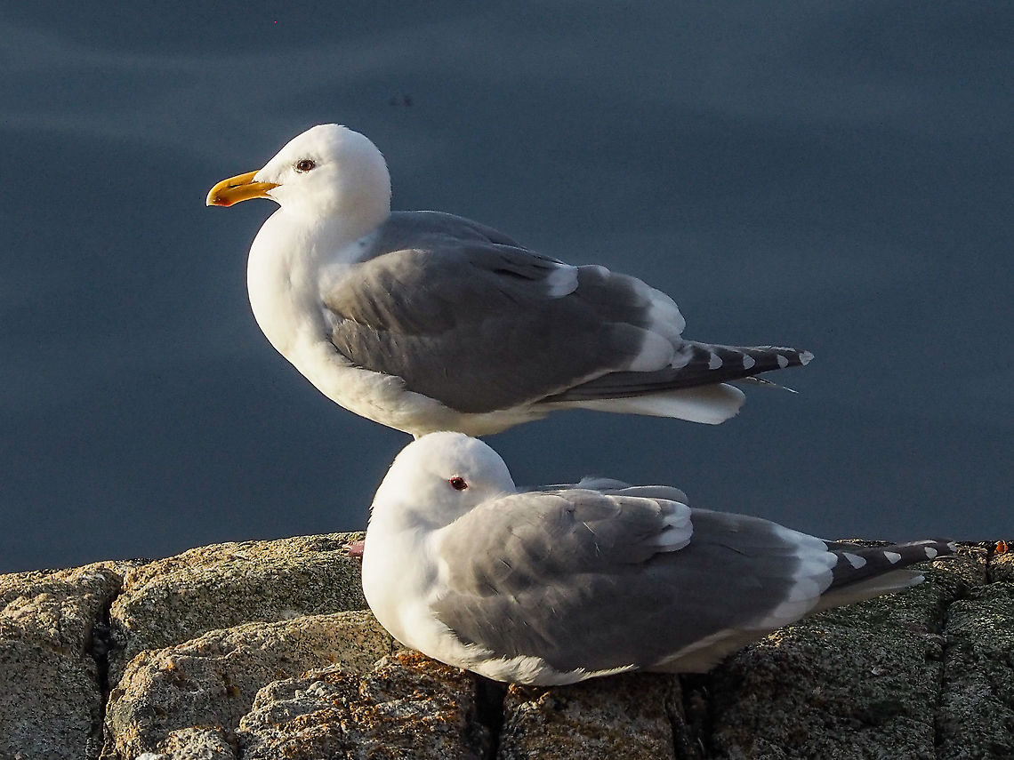 Spring Time For Our Glaucous Winged Gulls. Not showing &ldquo;social distancing&rdquo;! A pair of Larus glaucescens enjoying the evening sun. The female is sitting while the male is standing at attention keeping an eye on the sky for any intruders. Canada,Geotagged,Glaucous-winged gull,Larus glaucescens,Winter