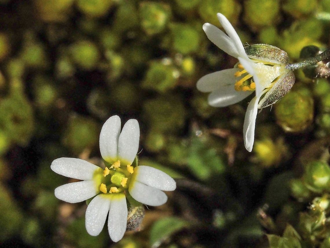 Bunny Ear Petals! Another of the very early blooming wildflowers, Draba verna. These were found on the islets in Manson&rsquo;s Lagoon. Canada,Draba verna,Geotagged,Spring