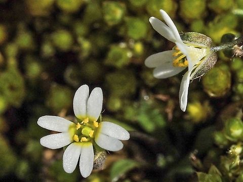 Spring draba