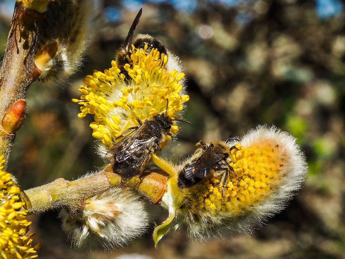 Enjoying the Spring Sunshine and Pollen. I am once again going out on a limb with the ID of this bee. These bees are enjoying the pollen of the pussy willows in our back yard. One of the identifying features of this species of Halictus is the end segments of their legs are yellowish. Their common name, Sweat Bee, comes from this genus of bees landing on people and &ldquo;drinking&rdquo; the sweat from humans! Another interesting feature of these bees is that they collect pollen on the entire length of their legs giving them the name &ldquo;pollen pants&rdquo;.  Canada,Geotagged,Halictus rubicundus,Spring,Sweat Bee