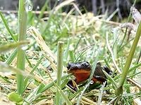 Freshly Emerged! Just out of the winter mud and feasting on anything available mostly small slugs and worms. Where my friend lives,<br />
 https://www.jungledragon.com/image/91601/a_beaver_pond.html                 Canada,Geotagged,Rough-skinned newt,Spring,Taricha granulosa