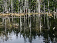 A Beaver Pond A habitat photo showing where one if it’s residents, the Rough-skinned Newt, lives.         <br />
   https://www.jungledragon.com/image/91573/freshly_emerged.html              Canada,Geotagged,Spring