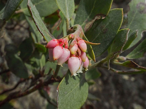 Hairy Manzanita Flowers This shrub gets it common name from the leaves having hairs on both surfaces giving the leaves a silver sheen.
https://www.jungledragon.com/image/91737/a_hairy_manzanita_bush.html
https://www.jungledragon.com/image/91738/a_habitat_photo.html Arctostaphylos columbiana,Canada,Geotagged,Hairy Manzanita,Spring