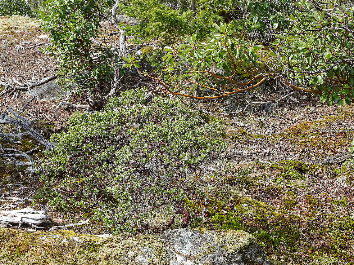 A Hairy Manzanita Bush. This manzanita bush can be compared to its cousin the shiny leaved Arbutus menziesii that can be seen to the upper right. Arctostaphylos columbiana,Canada,Geotagged,Hairy Manzanita,Spring