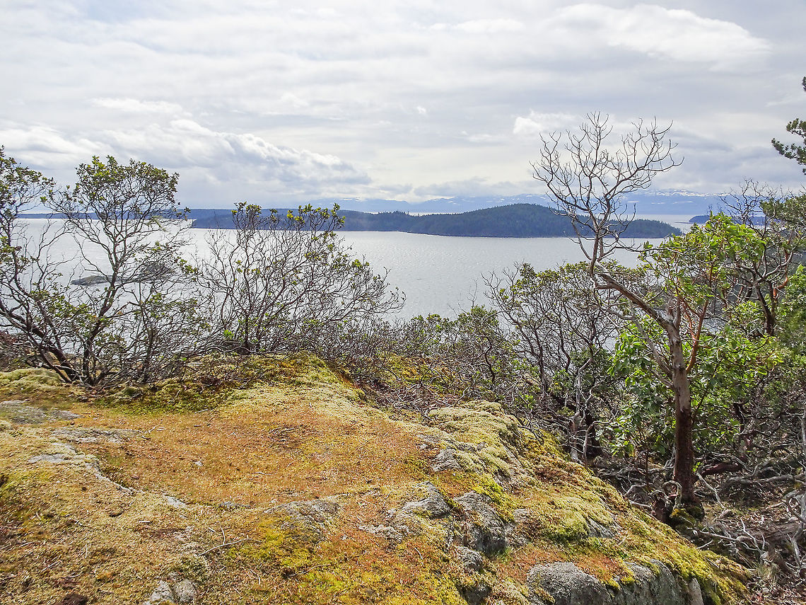A Habitat Photo. Showing the habitat where <a href="https://www.jungledragon.com/tag/63831/arctostaphylos_columbiana.html" title="Arctostaphylos columbiana" class="tag"><em>2</em>Arctostaphylos columbiana</a> can be found. Canada,Geotagged,Spring