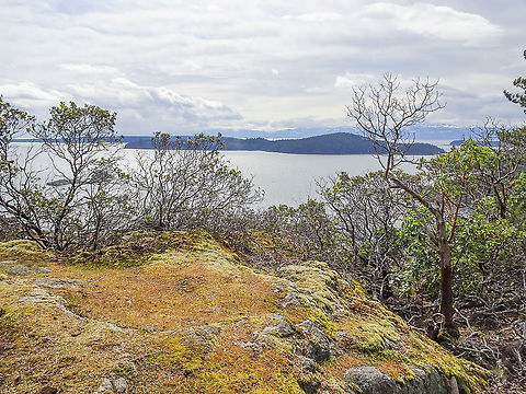 A Habitat Photo. Showing the habitat where https://www.jungledragon.com/tag/63831/arctostaphylos_columbiana.html can be found. Canada,Geotagged,Spring