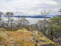 A Habitat Photo. Showing the habitat where https://www.jungledragon.com/tag/63831/arctostaphylos_columbiana.html can be found. Canada,Geotagged,Spring