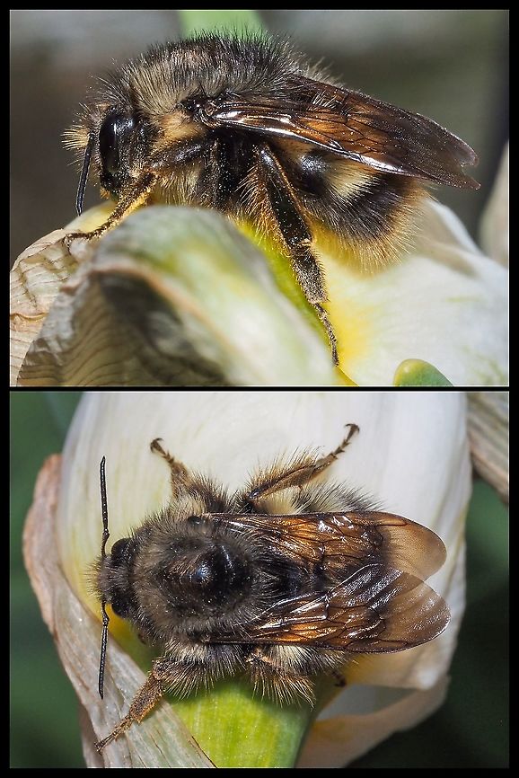 A Bombus Mistake! This poor bumblebee made an error. While visiting this daffodil the other sunny spring morning the weather turned cold. Not only did it turn cold but it also started to rain which then turned to hail. These photos were taken after dark with the on-camera flash. Upon looking this morning I see it is still there clinging to the leaves of the daffodil. Canada,Geotagged,bumblebee