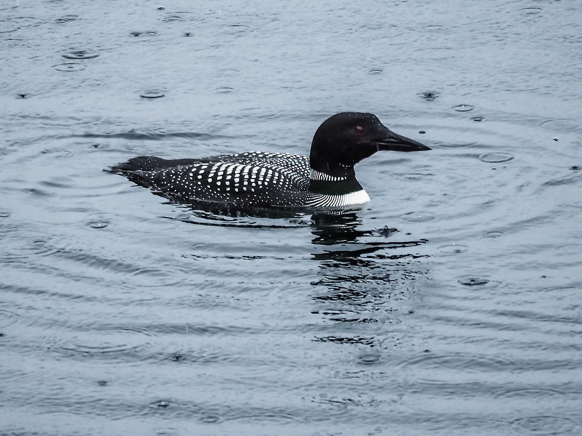 Taking a Breakfast Break! The rain has not deterred the fishing success of this Common Loon. It is lovely to hear his call echoing in the bay in the evening. The fishing seems to be good in front of our house. Canada,Common loon,Gavia immer,Geotagged,Spring