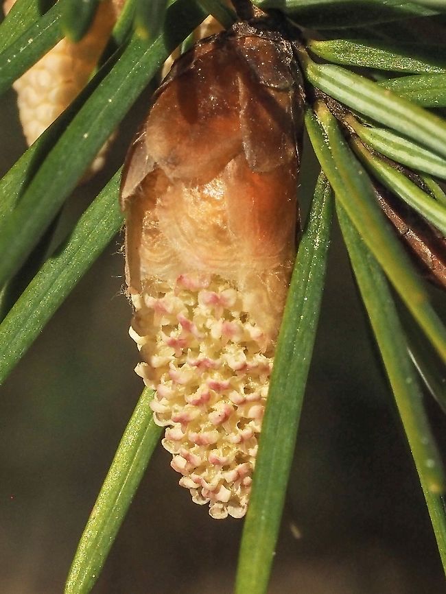 Have you been sneezing? These male flowers of the Pseudotsuga menziesii var. menziesii are the cause of some watery eyes, irritated throats and sneezing around here. They are also the cause of a yellowish deposit on anything left outside. <br />
<figure class="photo"><a href="https://www.jungledragon.com/image/92402/why_there_is_so_much_pollen.html" title="Why there is so much pollen!"><img src="https://s3.amazonaws.com/media.jungledragon.com/images/2839/92402_thumb.jpeg?AWSAccessKeyId=05GMT0V3GWVNE7GGM1R2&Expires=1767225610&Signature=sEOQVEfdxxXoo%2FoC4ROt5iJDNvc%3D" width="200" height="152" alt="Why there is so much pollen! Just some of the many, many flowers of our Coastal Douglas-fir.  Canada,Coastal Douglas-fir,Douglas fir,Geotagged,Pacific Douglas-fir,Pseudotsuga menziesii,Pseudotsuga menziesii var. menziesii,Spring" /></a></figure> Canada,Coast Douglas-fir,Douglas fir,Geotagged,Pacific Douglas-fir,Pseudotsuga menziesii,Pseudotsuga menziesii var. menziesii,Spring