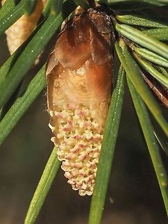 Have you been sneezing? These male flowers of the Pseudotsuga menziesii var. menziesii are the cause of some watery eyes, irritated throats and sneezing around here. They are also the cause of a yellowish deposit on anything left outside.
https://www.jungledragon.com/image/92402/why_there_is_so_much_pollen.html Canada,Coast Douglas-fir,Douglas fir,Geotagged,Pacific Douglas-fir,Pseudotsuga menziesii,Pseudotsuga menziesii var. menziesii,Spring