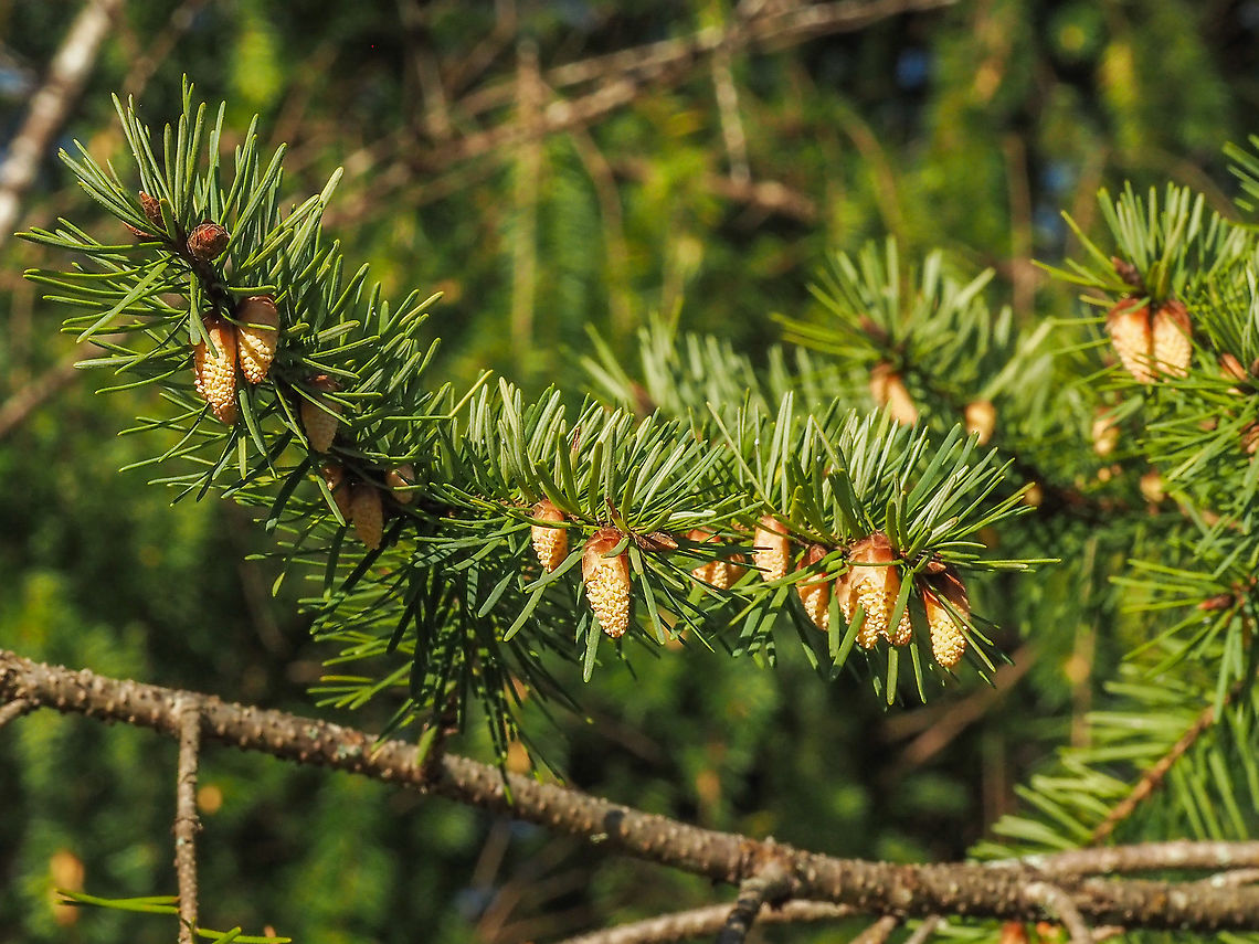 Why there is so much pollen! Just some of the many, many flowers of our Coastal Douglas-fir.  Canada,Coastal Douglas-fir,Douglas fir,Geotagged,Pacific Douglas-fir,Pseudotsuga menziesii,Pseudotsuga menziesii var. menziesii,Spring