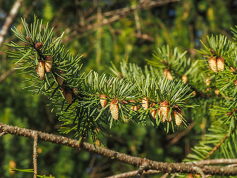 Why there is so much pollen! Just some of the many, many flowers of our Coastal Douglas-fir.  Canada,Coastal Douglas-fir,Douglas fir,Geotagged,Pacific Douglas-fir,Pseudotsuga menziesii,Pseudotsuga menziesii var. menziesii,Spring