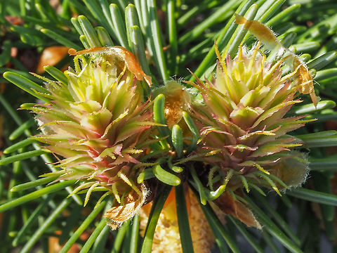 The Recipients. Two of the female flowers awaiting the pollen.
https://www.jungledragon.com/image/92401/have_you_been_sneezing.html
Next year they will look like this,
https://www.jungledragon.com/image/92412/a_coastal_or_pacific_douglas-fir_cone.html Canada,Coastal Douglas-fir,Douglas fir,Geotagged,Pacific Douglas-fir,Pseudotsuga menziesii,Pseudotsuga menziesii var. menziesii,Spring