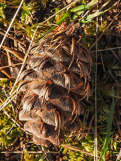 A Coastal or Pacific Douglas-fir Cone Easily identified from other cones by the three pointed bracts. From First Nation’s folklore,
https://www.aaanativearts.com/legend-douglas-fir-pine-cone      Canada,Coastal Douglas-fir,Douglas fir,Geotagged,Pacific Douglas-fir,Pseudotsuga menziesii,Spring Pseudotsuga menziesii var. menziesii