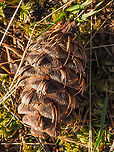 A Coastal or Pacific Douglas-fir Cone Easily identified from other cones by the three pointed bracts. From First Nation’s folklore,<br />
https://www.aaanativearts.com/legend-douglas-fir-pine-cone      Canada,Coastal Douglas-fir,Douglas fir,Geotagged,Pacific Douglas-fir,Pseudotsuga menziesii,Spring Pseudotsuga menziesii var. menziesii