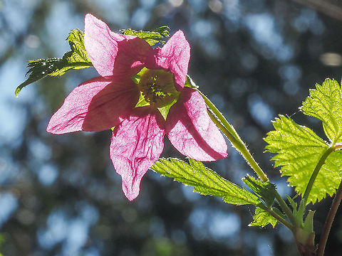A Backlit Salmonberry Blossom A sign of good things to come! Canada,Geotagged,Rubus spectabilis,Salmonberry,Spring