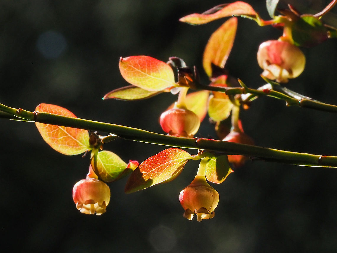 More Backlit Blossoms! Cant wait for these to turn into some edible morsels!  Canada,Geotagged,Red Huckleberry,Spring,Vaccinium parvifolium