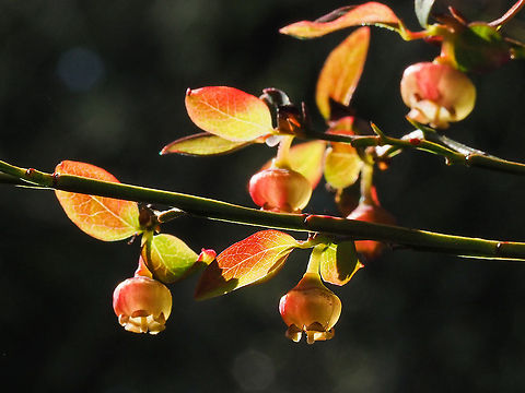 More Backlit Blossoms! Cant wait for these to turn into some edible morsels!  Canada,Geotagged,Red Huckleberry,Spring,Vaccinium parvifolium