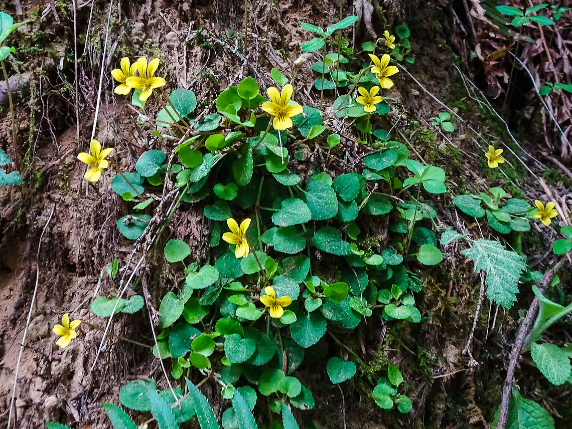 A Bouquet of Yellow Violets. These trailing Yellow Violets were growing in the soil exposed by an upturned tree. A surprising find considering there has been little rain this April. Canada,Evergreen Violet,Geotagged,Redwood violet,Spring,Trailing Yellow Violet,Viola sempervirens